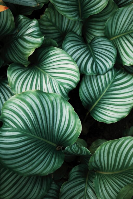 mintys