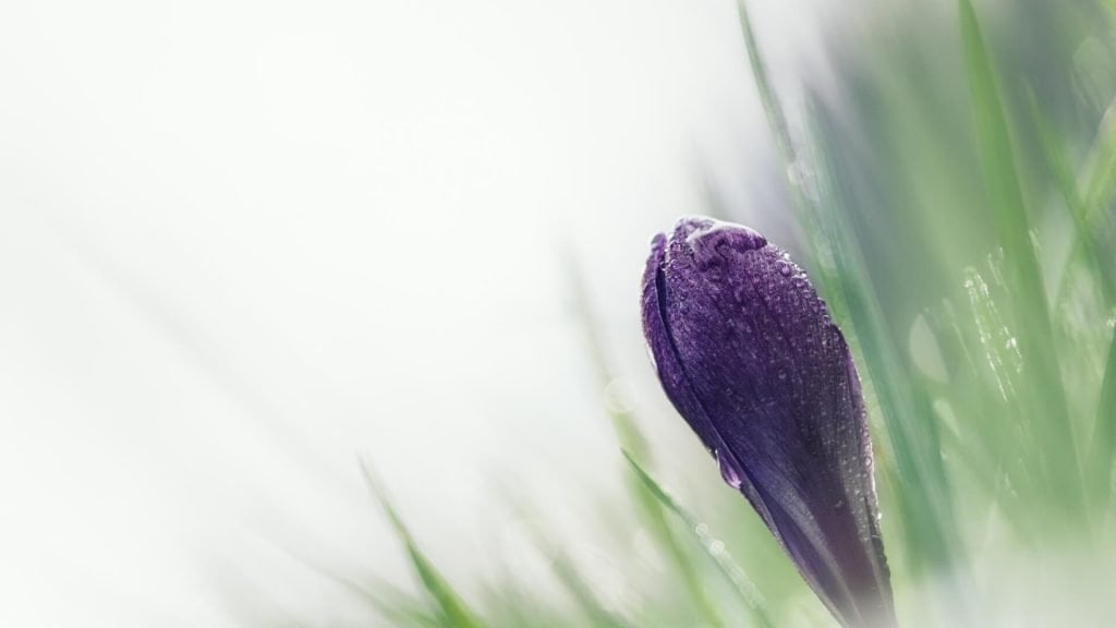 crocus gele