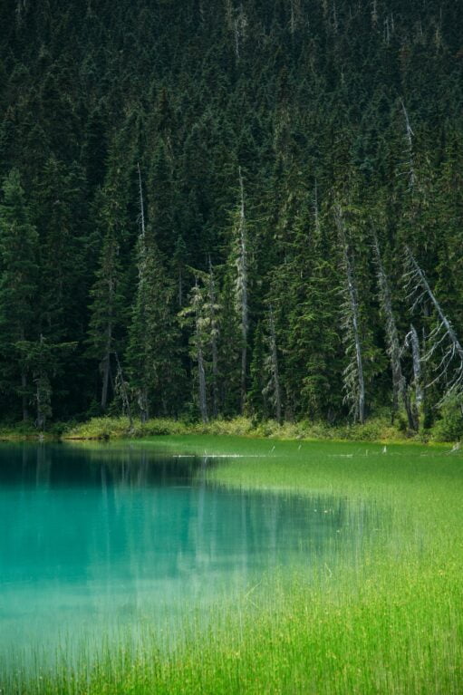 mintys