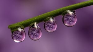 gelytes-rutuliukuose