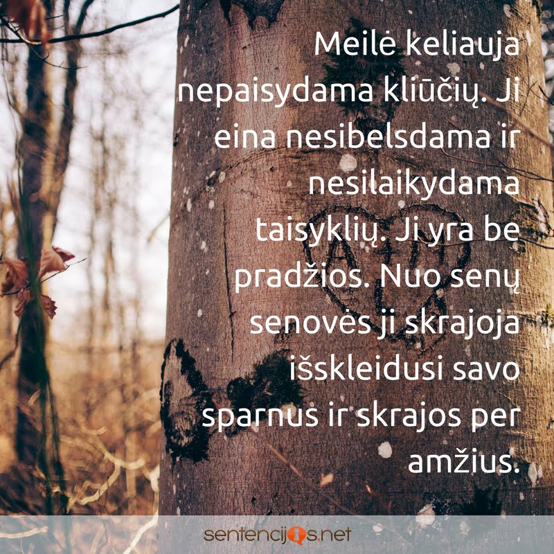 medzio kamienas