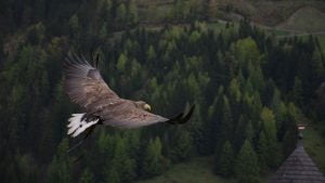 paukstis-iekso-grobio