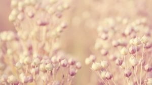 sausi pasteliniai ziedukai