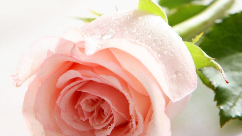 sviesiai rozine roze