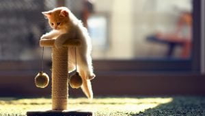 zaidziantis kaciukas