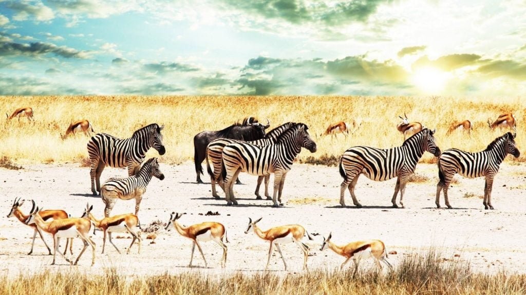 zebrai