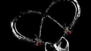 sirdele-is-vandens-sroviu