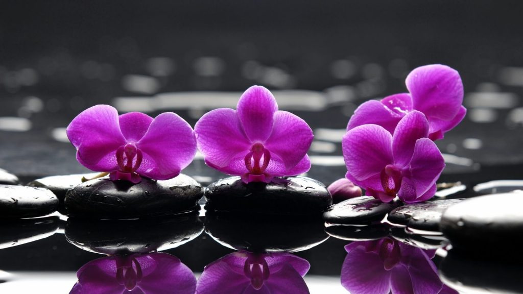 orchidejos